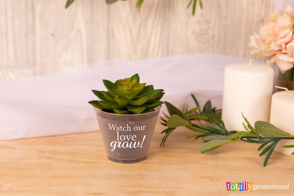 wedding favor succulent in a cup